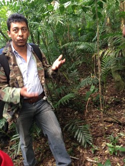 Eco-Palms partner amid stand of palms in Mexico.