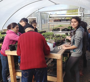 One of the SDOP-funded projects includes this garden in Hood River, Ore. Raices Cooperative members plant seeds and transplant veggie starts into larger pots. A fund-raising plant sale a few weeks later earned the project more than $2,000.