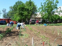 People working in a garden.