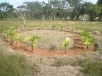 Palm tree seedlings