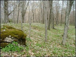 Little Summer Island in Delta County, MI. 