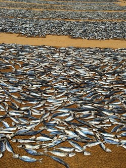 Fishing families on the beach in Negombo, Sri Lanka dry, prepare and sell millions of fish caught off the coast in traditional wooden sailboats. 