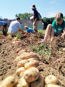 Potato harvest on the farm at Stony Point Center.