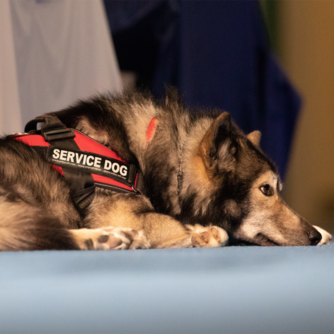  Caed, a service dog for a commissioner, rests at the 223rd General Assembly (2018) in St. Louis. Photo by Michael Whitman.