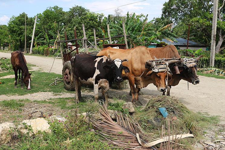 The modest home of Abel Perviez (green house on the left) serves as the sanctuary for the Jatibonico Mission.